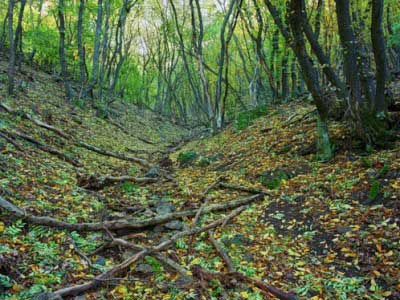 Спасение людей в Севастопольском лесу