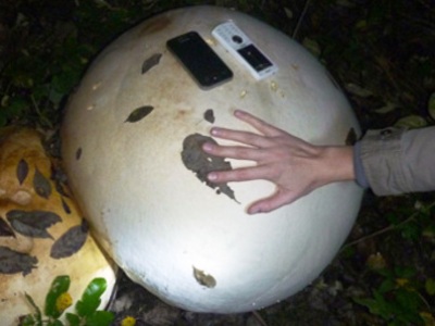 Найден самый большой гриб в мире