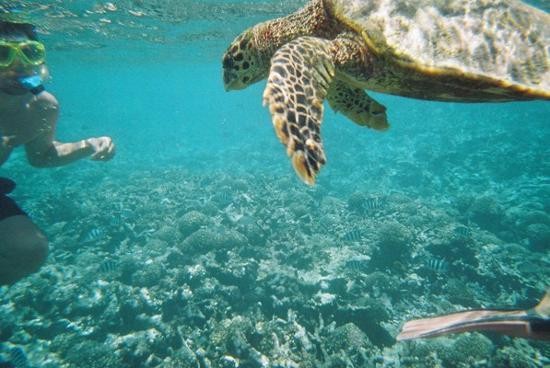 Удивительная черепаха в водах близ Праслина