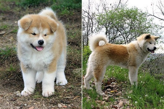 Слева щенок Акиту-ину, а справа - повзраслевшая особь