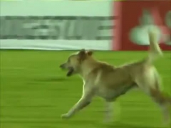 Собака провела футбольный матч в Колумбии