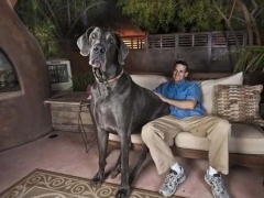 Самая большая собака в мире.Фото