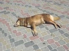 Массовая травля диких собак в Севастополе продолжается
